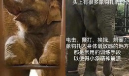 娱乐吃瓜小象微博叫什么,揭秘“娱乐吃瓜小象”微博背后的故事