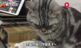 娱乐吃瓜猫,揭秘娱乐圈那些不为人知的幕后故事