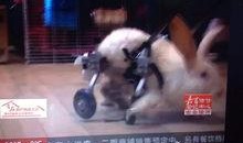 阿达娱乐吃瓜,揭秘娱乐圈最新吃瓜事件，带你领略明星幕后故事