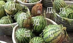 娱乐吃瓜壁纸高清,捕捉娱乐圈瞬间精彩