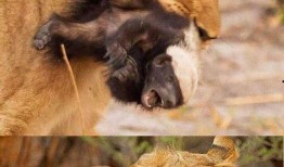 娱乐吃瓜酱动物,揭秘动物界的趣味八卦