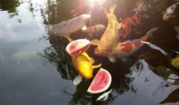 锦鲤娱乐吃瓜,揭秘娱乐圈的“吃瓜”风云