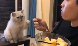 娱乐圈吃瓜猫是谁啊图片,揭秘网络红人的真实身份