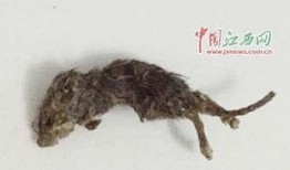 穷人养鼠大法娱乐吃瓜,趣味养鼠，吃瓜乐趣无限