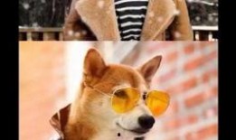 娱乐吃瓜酱怕狗大哥,揭秘“怕狗大哥”背后的故事