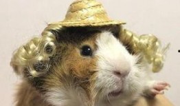 娱乐吃瓜酱动物,揭秘动物界的趣味八卦