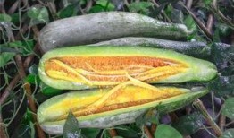 娱乐吃瓜718网红瓜,娱乐吃瓜盛宴，揭秘网红圈幕后故事