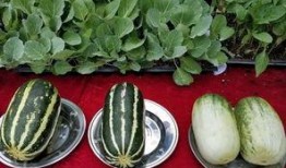 娱乐吃瓜壁纸高清,捕捉娱乐圈瞬间精彩