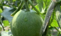 二连三的娱乐吃瓜